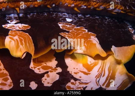 Huître épineuse Spondylus varius Micronésie Îles Marshall Rongelap Banque D'Images
