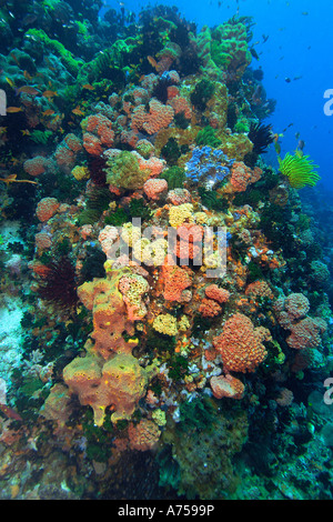 Coral reef scène, Apo Island, Philippines Banque D'Images