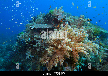 Coral reef scène, Apo Island, Philippines Banque D'Images