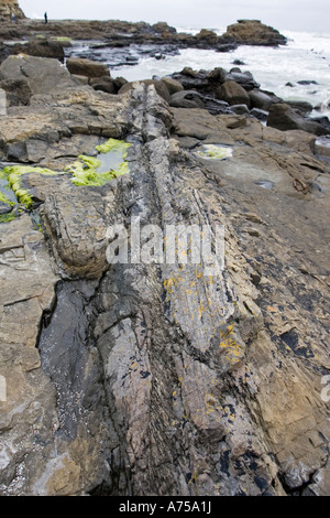 Tronc d'arbre fossilisé dans les roches exposées sur la plage de Curio Bay site de forêt fossile dans la côte de Catlins Nouvelle-zélande Southland Banque D'Images