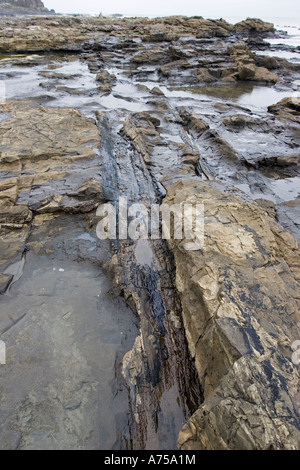 Tronc d'arbre fossilisé dans les roches exposées sur la plage de Curio Bay site de forêt fossile dans la côte de Catlins Nouvelle-zélande Southland Banque D'Images