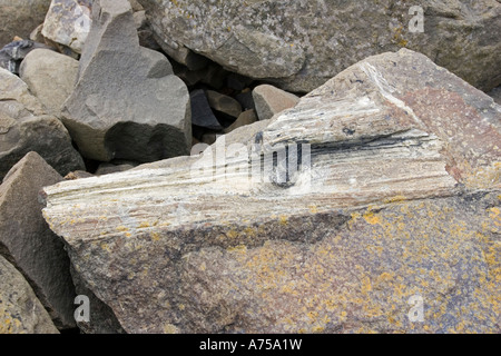 Tronc d'arbre fossilisé dans les roches exposées sur la plage de Curio Bay site de forêt fossile dans la côte de Catlins Nouvelle-zélande Southland Banque D'Images