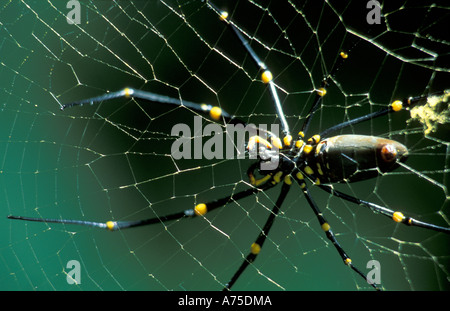 Golden Orb Web Spider sur l'Australie Banque D'Images