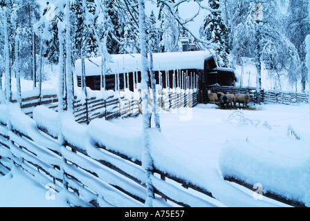 Clôture de la neige couvrant les moutons et de la ferme en milieu rural scène Ostergotland Suède Banque D'Images