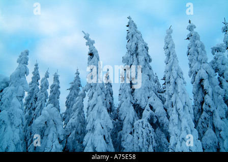 La neige couvrant les arbres en Suède Värmland rural Banque D'Images