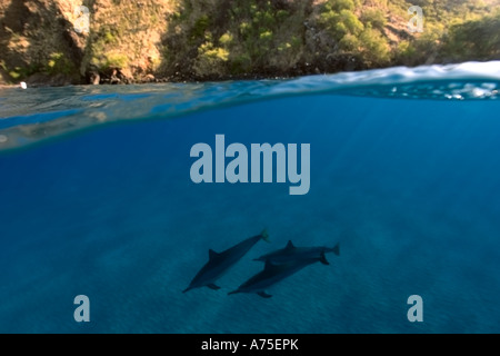 Image fractionnée de dauphins Stenella longirostris et cliff Big Island Hawaii USA Banque D'Images