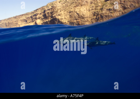 Image fractionnée de dauphins Stenella longirostris et cliff Big Island Hawaii USA Banque D'Images