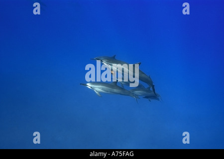 Dauphins Stenella longirostris Big Island Hawaii USA Banque D'Images