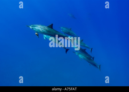 Dauphins Stenella longirostris Big Island Hawaii USA Banque D'Images