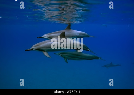 Dauphins Stenella longirostris Big Island Hawaii USA Banque D'Images