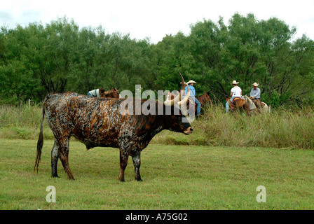 Longhorn cow standing sur herbe avec cow-boys dans l'arrière Banque D'Images