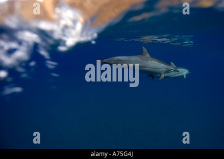 Deux images du dauphin à long bec Stenella longirostris et cliff Big Island Hawaii USA Banque D'Images