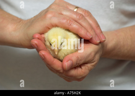 Poulet à la main Banque D'Images
