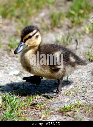 Canard colvert Anas platyrhynchos chiches commun Banque D'Images