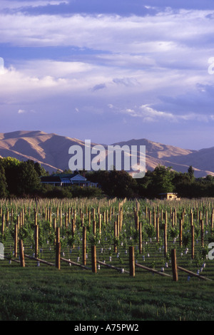 Winery à Blenheim Marlborough ile sud Nouvelle Zelande Banque D'Images