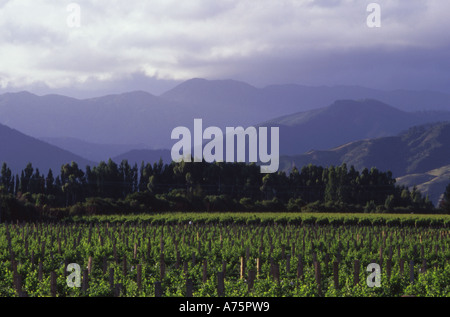 Winery à Blenheim Marlborough ile sud Nouvelle Zelande Banque D'Images