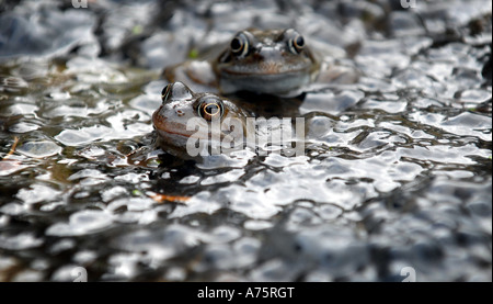 Les grenouilles indigènes britanniques dans l'ACCOUPLEMENT AU PRINTEMPS PRINTEMPS REPRODUCTION RE FROGSPAWN JARDIN ANIMAUX DE LA FAUNE DE L'étang des crapauds PAR TEMPS CHAUD UK Banque D'Images