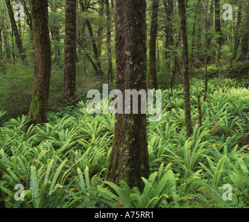 Fougères en forêt de hêtres sur le Kepler Track Parc National de Fiordland ile sud Nouvelle Zelande Banque D'Images