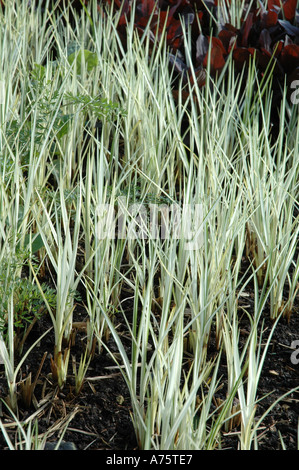 Carex riparia variegata hémérocalle herbe jardin ornemental Banque D'Images