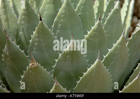 Agave sp close up Banque D'Images