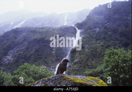 Nestor notabilis Kea dans la vallée de Clinton sur le Milford Track Parc National de Fiordland ile sud Nouvelle Zelande Banque D'Images