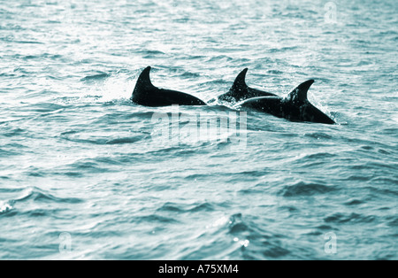 Les dauphins Lagenorhynchus obscurus au large de la côte de Kaikoura Nouvelle-zélande Banque D'Images