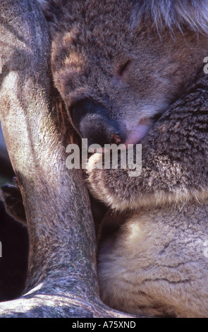 Koala Phascolarctos cinereus dormir dans l'arbre d'eucalyptus en Australie Banque D'Images