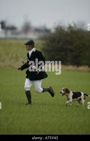 La chasse au lièvre avec Basset Hounds Banque D'Images