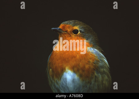 Rougegorge familier Erithacus rubecula aux abords in close up Banque D'Images