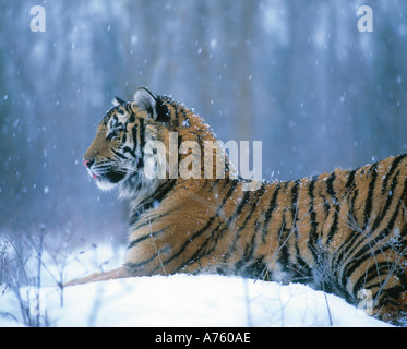 Tigre de Sibérie en hiver Banque D'Images