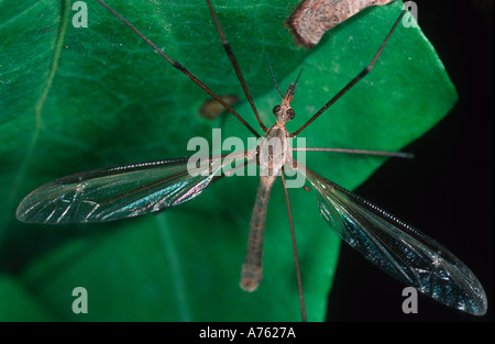 Cranefly Tipula spp. Diptera Tipulidae souvent confondu avec un très grand mosquito Banque D'Images