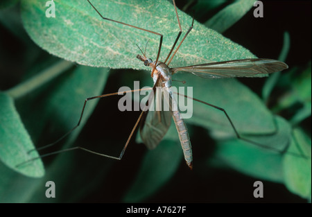 Cranefly Tipula spp. Diptera Tipulidae souvent confondu avec un très grand mosquito Banque D'Images
