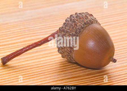 Acorn le chêne blanc Quercus alba Banque D'Images