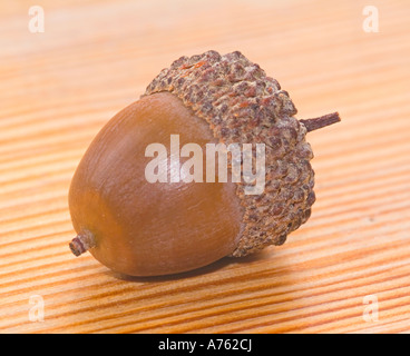 Acorn le chêne blanc Quercus alba Banque D'Images