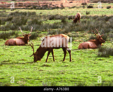 Le wapiti de Roosevelt Cervus elaphus roosevelti Banque D'Images