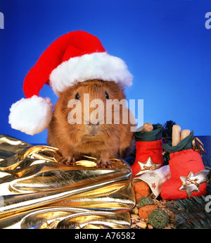 Avec cobaye cap bonnet de Noël humour blague fun funny animal animaux du père noël Banque D'Images