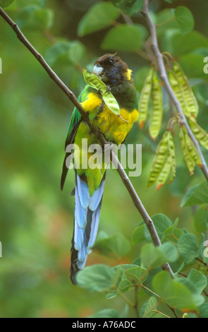 À l'aide d'alimentation à collier l'Ouest pied pour retenir les aliments aussi connu sous le nom de Port Lincoln Parrot ou vingt huit parrot Banque D'Images