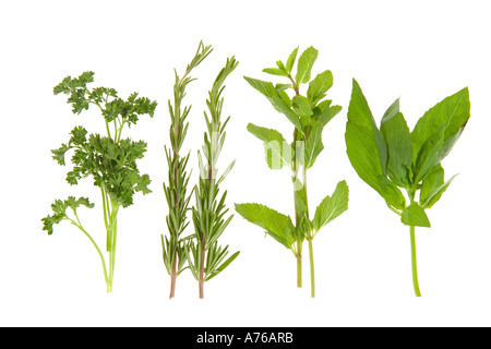 Affichage de quatre fines herbes - romarin, persil, menthe et basilic sur un fond blanc, pur. Banque D'Images
