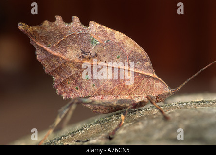 Mimiques, Leaf-mimer, imiter, feuilles katydid Typophyllum sp., Amazon rainforest, Loreto, le Pérou. Banque D'Images