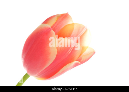 Gros plan d'une seule couleur pêche rose tulipe (tulipa) sur un fond blanc, pur. Banque D'Images