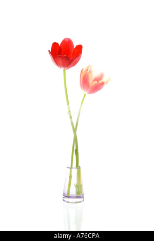 Une tulipe rouge et rose (tulipa) dans un échantillon de verre vase sur fond blanc, pur. Banque D'Images