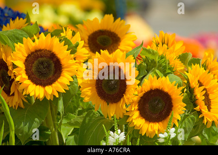 Un bouquet de tournesol (helianthus annuus) sur la fleur étals de la Place du Marché principal de Cracovie. Banque D'Images