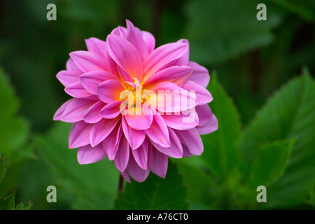 Un dahlia rose vif capitule sur un fond vert. Banque D'Images