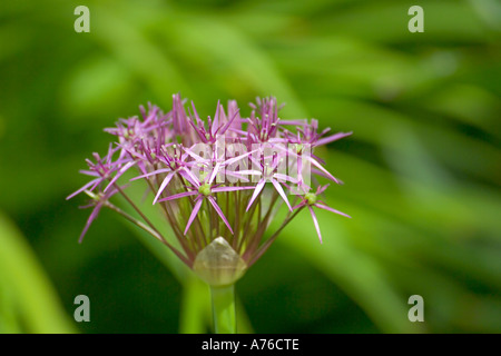 Spikey roses délicates (Alliaceae allium) fleur sur fond vert. Banque D'Images