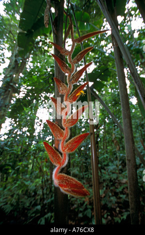 Mise au point proche d'un grand angle de visualisation heliconia (Heliconiacae tropicales) plante. Banque D'Images