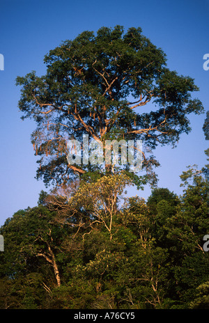 Arbre émergent au-dessus de la couche de forêt vierge, bassin amazonien Banque D'Images