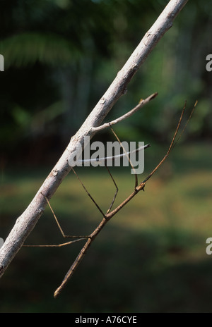 Walking stick insect on branch, forêt amazonienne, le Pérou Banque D'Images