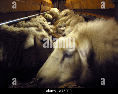 Moutons dans la grange Banque D'Images
