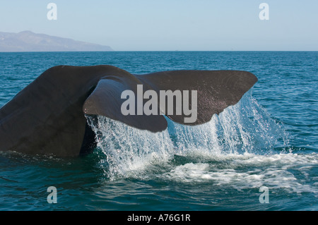 Le cachalot (Physeter macrocephalus) Plongée sous-marine, la Basse Californie, mer de Cortes AU MEXIQUE Banque D'Images