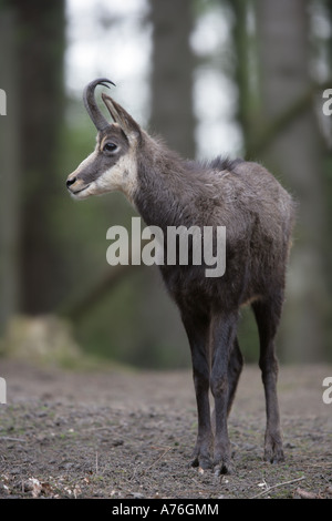 Chamois - Rupicapra rupicapra Banque D'Images